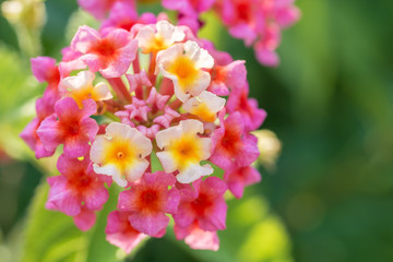 Obraz premium Farbenfrohes Wandelröschen in vollem Blütenstand als dekorative Zierpflanze im heimischen Garten