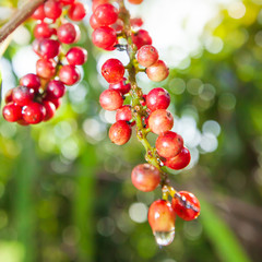 A bunch of Antidesma ripe berries with morning dew.