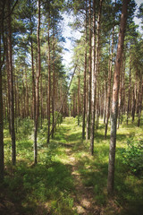 Obraz premium beautiful forest floor, forest clearing