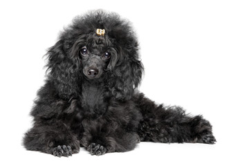 Poodle puppy on white background