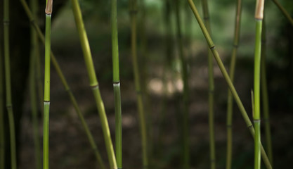 natural bamboo plants in an asian bamboo forest