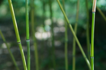 natural bamboo plants in an asian bamboo forest