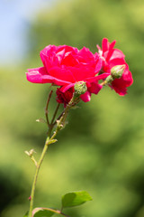 red flower in the garden