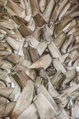 Stamm einer Palme mit abgeschnittenen Palmenblättern