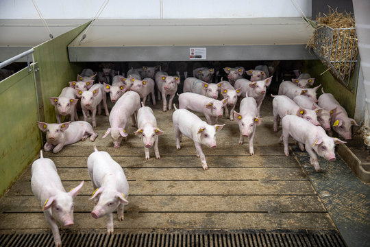 pigs in the klima stable klima stald