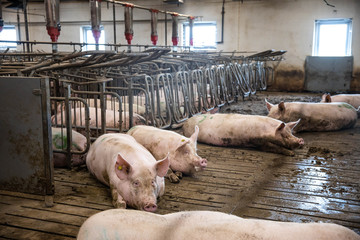 sows on the pigs farm