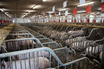 Sows The Pigs Farm