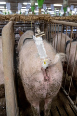 Inseminated sows in pig farms