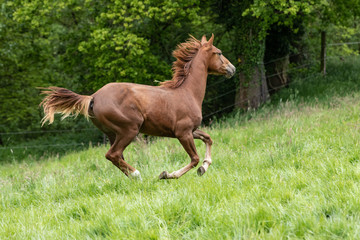 kraftvoller Galopp auf der Wiese