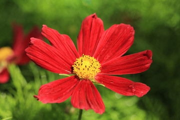 Beautiful blooming garden cosmos in July