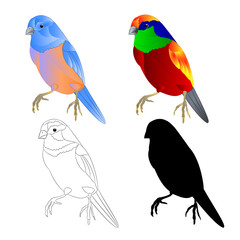 Bluebird small thrush and tropical bird  outline and silhouette on a white background  vintage vector illustration editable hand draw