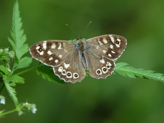 speckled wood buterfly (Pararge aegeria)