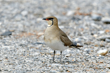 Rotflügel-Brachschwalbe (Glareola pratincola) - red-winged pratincole 