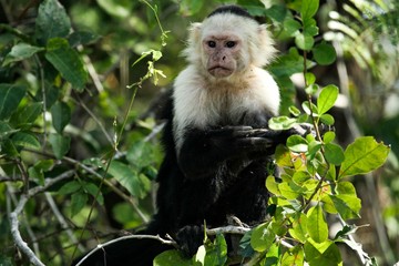 Pictures from a river tour in Costa Rica