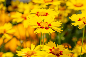 Beautiful blooming tickseed in July