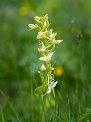 Closeup of a lesser butterfly-orchid in the Austrian Alps