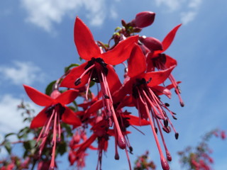hanging fuchsia against blue skies 