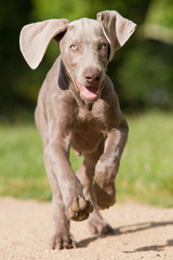 Weimeranerwelpe