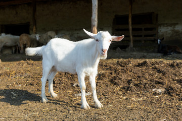 Obraz premium Young white goat on the farm. Livestock farm. Meat industry. Horizontally framed shot.