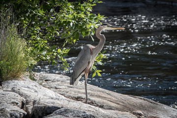 blue heron on a rock