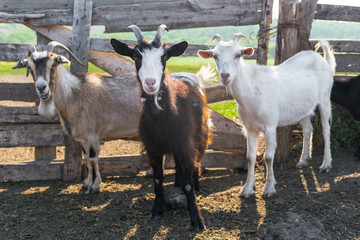 Three goats stand at the wooden fence on the background of nature. Livestock farm. Meat industry. Horizontally framed shot.