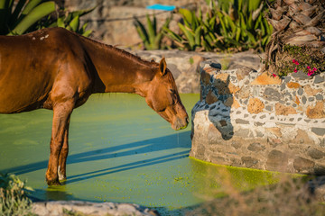 chestnut brown horse enjoying a drink from a water pool in the setting sun