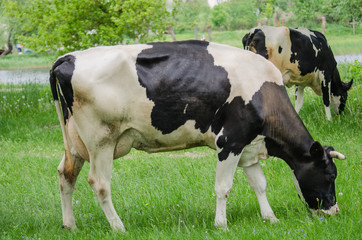 Naklejka na ściany i meble Cows on a summer pasture. Nature. farmland concept