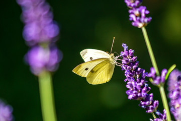 Insekten und Lavendel