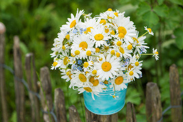 Marguerite flowers bouquet in a garden