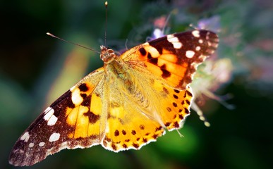 big beautiful butterfly