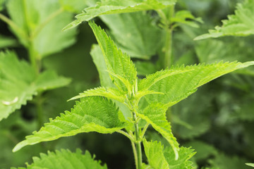 A bunch of common nettles in the ground, Nettle with fluffy green leaves. Background Plant nettle...