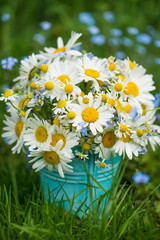 Marguerite flowers bouquet in a garden
