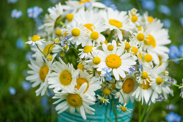 Marguerite flowers bouquet in a garden