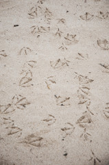Footprints of seagulls on the sand of the beach with cloudy daylight