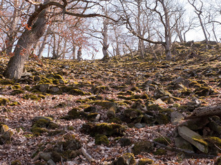 Wanderung auf dem Urwaldsteig an der Edertalsperre in Hessen, Deutschland