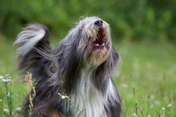 bearded collie beim spielen