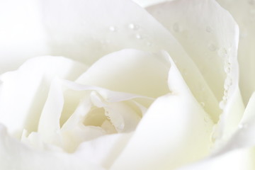 White Rose