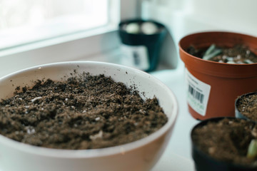Indoor Gardening