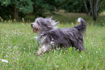 Hund reinrassiger bearded Collie beim spielen auf einer Blumenwiese im Frühling mit wehendem Fell