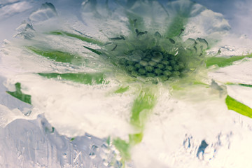 White scaevola in crystal clear ice 2