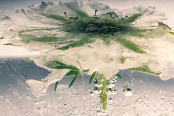 White Scaevola in ice 1