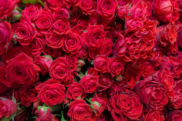 Set of beautiful red roses. Flower background