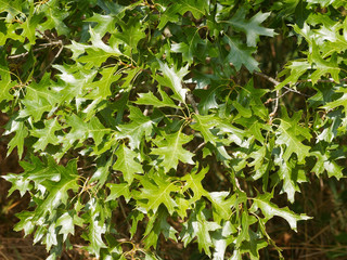 Grünen Blättern im Sommer. Sumpf-Eiche (Quercus palustris)