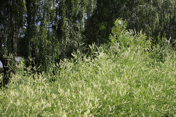 green grass in the forest
