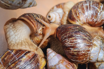 Group of Giant African land snails in a box