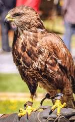 Close up on a trained Common buzzard bird