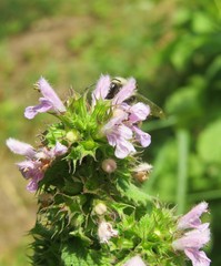 Lamium purpureum flowers in the meadow, closeup