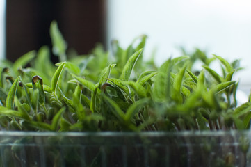 Green mung bean seeds germinating in plastic box. Growth of fresh and raw sprouts. Healthy food concept, microgreens farming at home
