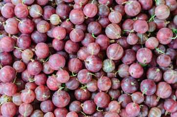 Juicy ripe red berries of a gooseberry. Gooseberry harvest. Berry background