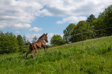 Fohlen galoppiert auf Wiese